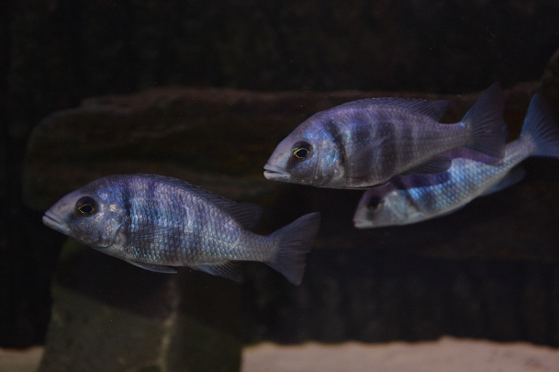 Placidochromis sp. 'phenochilus tanzania' Lupingu
